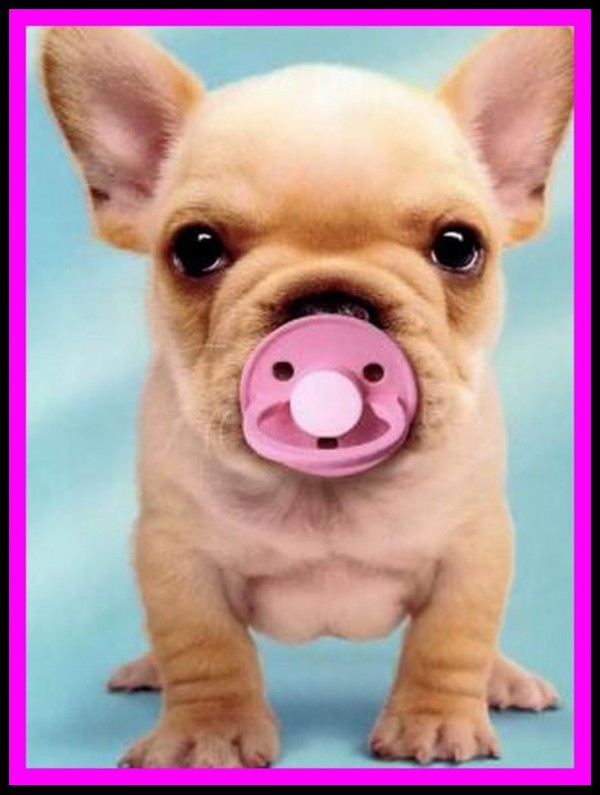 Chien bebe Image